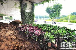 园林绿化工程施工 从设计到落地的全流程解析与专业指导