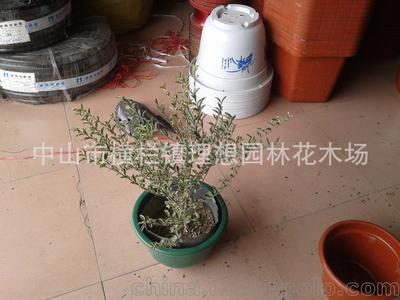 理想园林 小蚌兰绿化工程设计施工与养护全解析