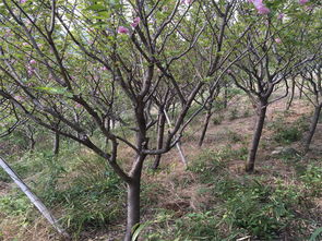 优质园林绿化工程，花都城园艺是您的理想之选