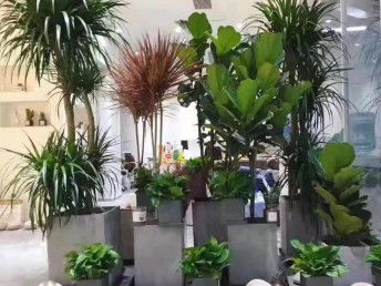 东莞城区专业别墅庭院花园设计施工与绿化养护全攻略